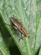 Image of Salticella fasciata (Meigen 1830)