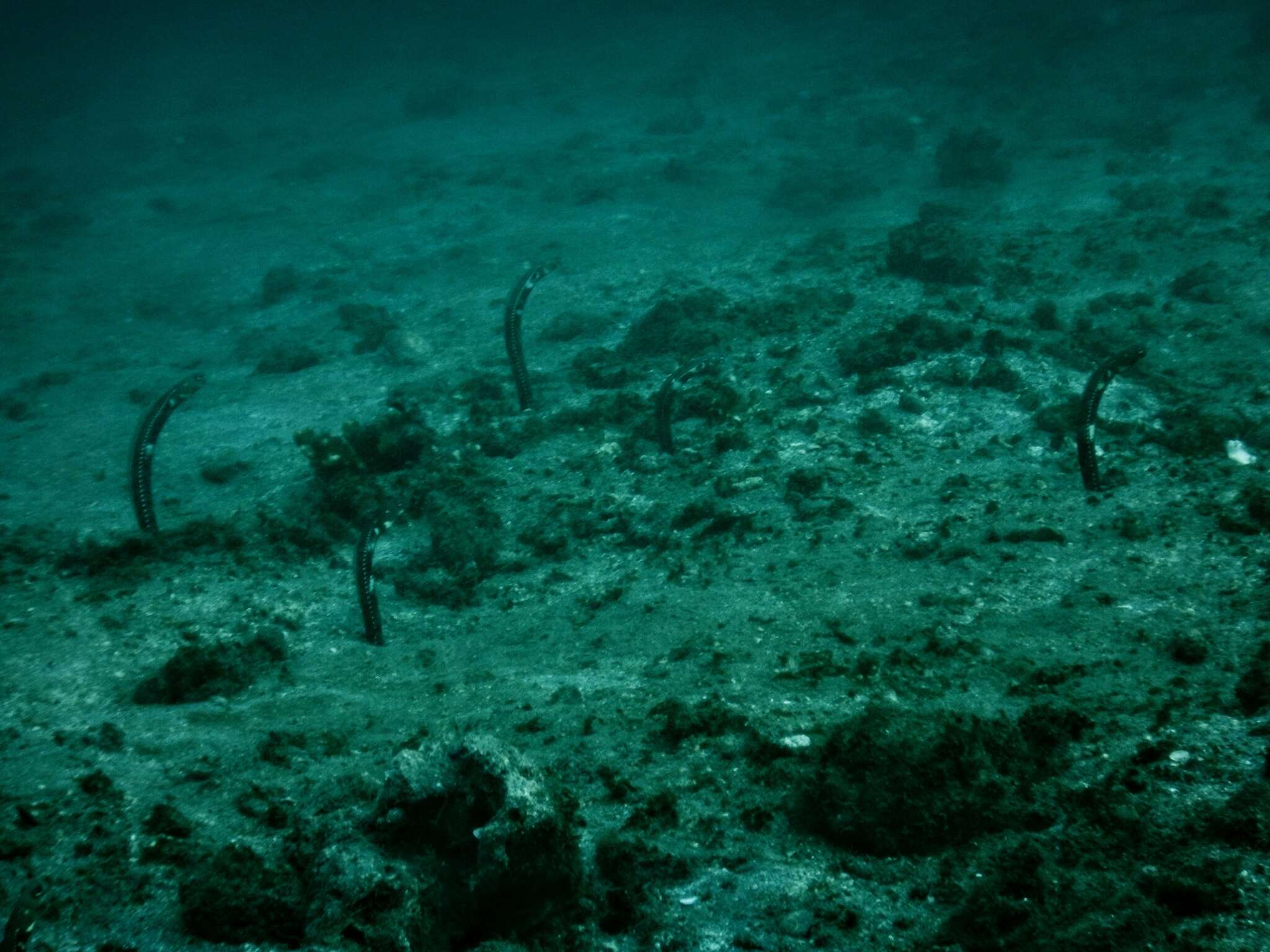 Image of Galapagos garden eel