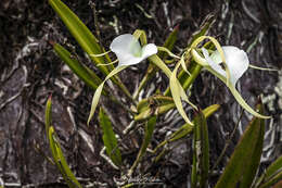 Imagem de Brassavola nodosa (L.) Lindl.