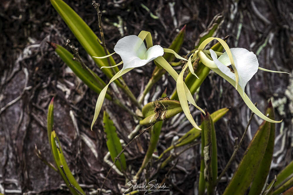 Imagem de Brassavola nodosa (L.) Lindl.