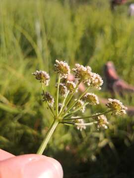 Image of parsley water-dropwort