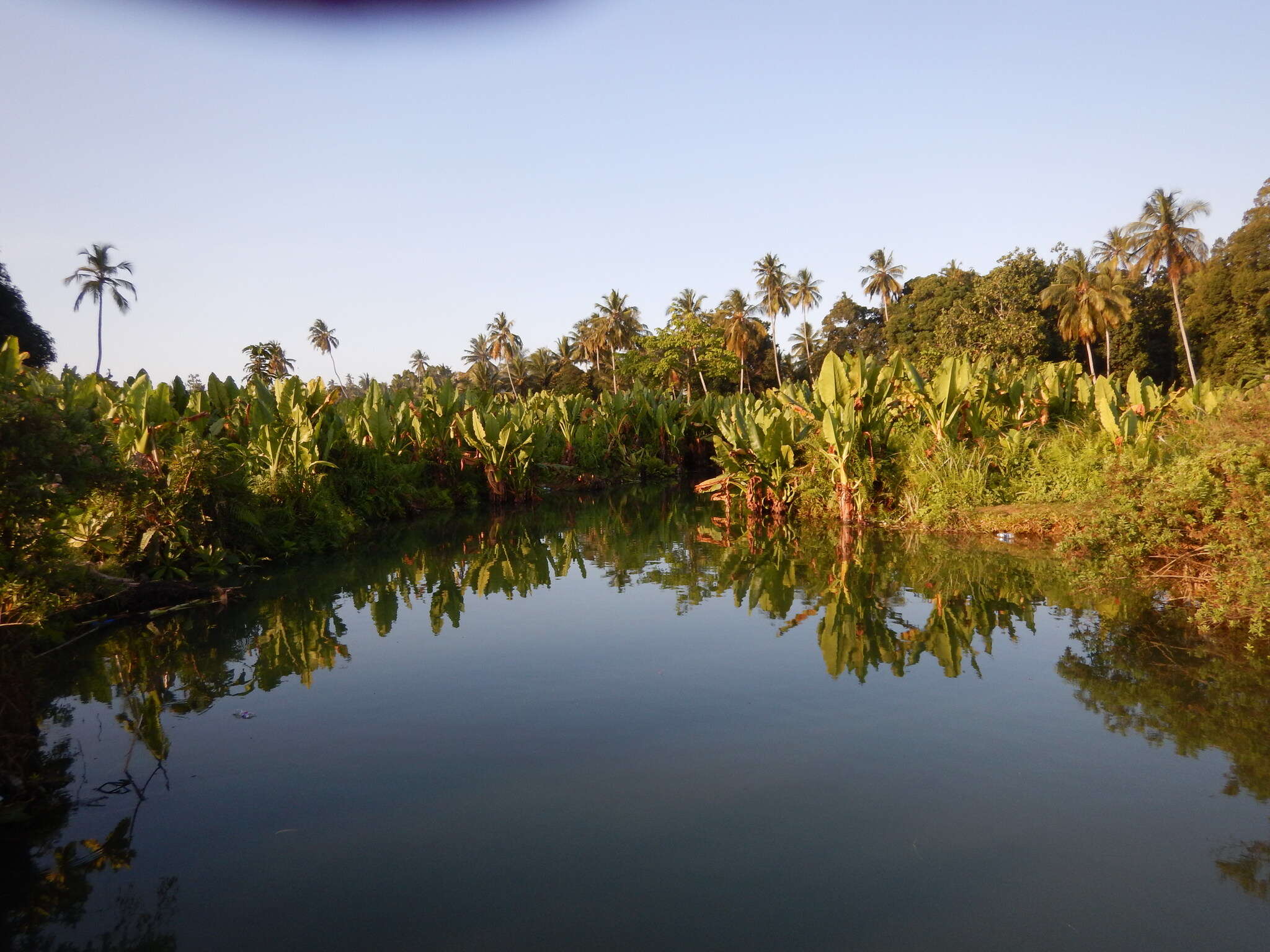 Image of Redeye tilapia