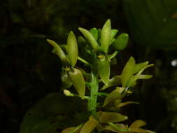 Image of Malaxis lepanthiflora (Schltr.) Ames