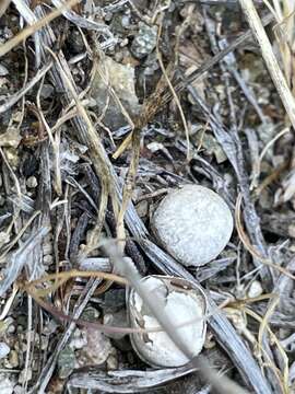 Слика од Cyathus pygmaeus Lloyd 1906