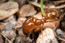 Image of Pheidole spadonia Wheeler 1915