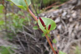 Image of Anredera diffusa (Moq.) Sperling