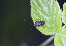 Image of Closterotomus biclavatus (Herrich-Schaeffer 1835)