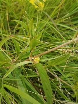 Image of Lowland Yellow-Loosestrife