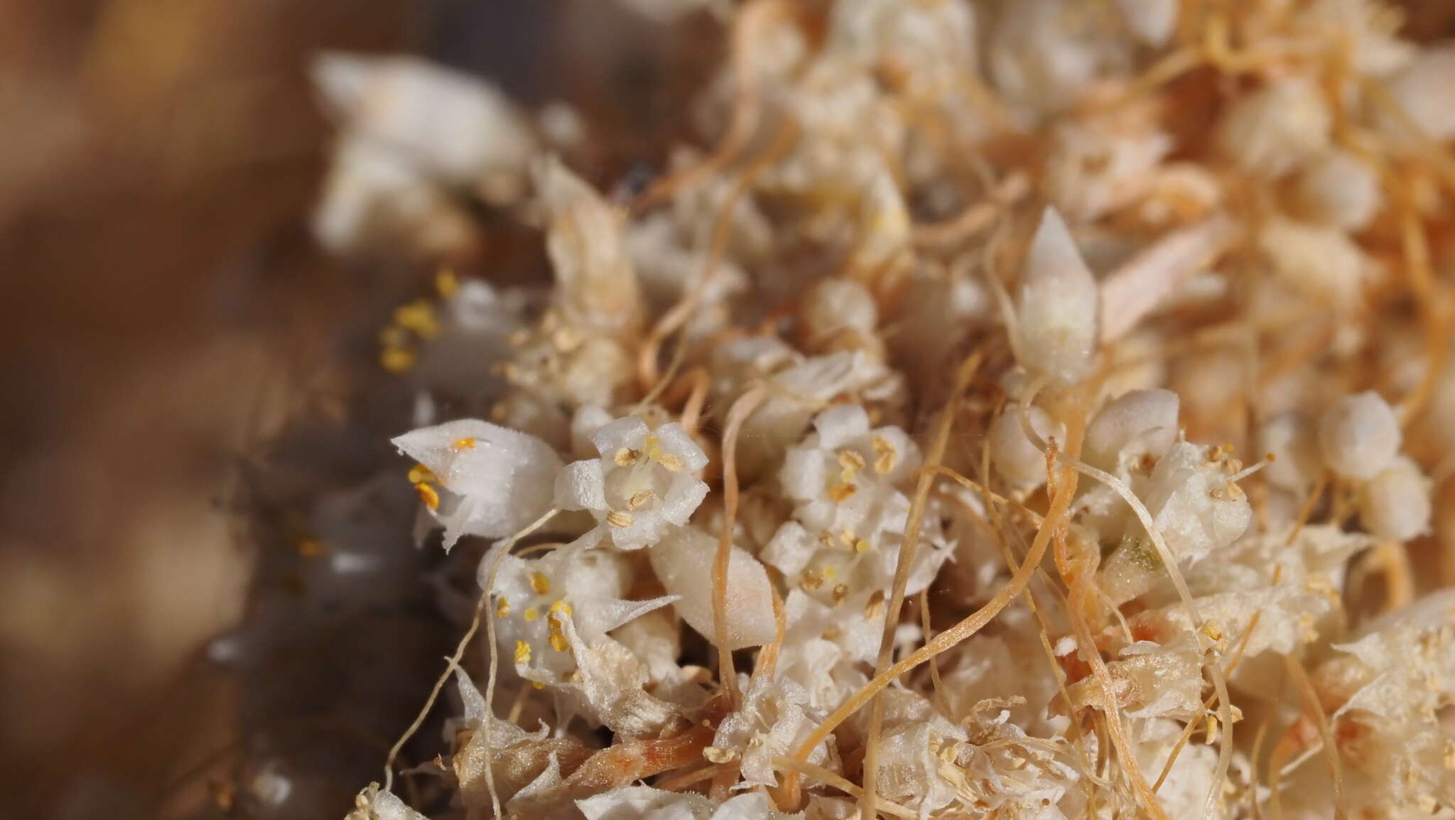 Sivun Cuscuta californica var. papillosa Yunck. kuva