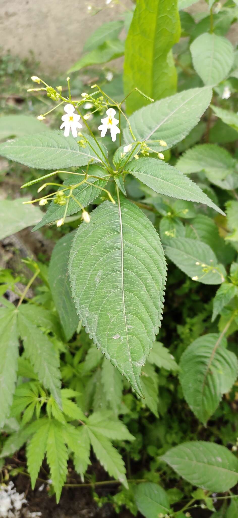 Image of Impatiens brachycentra Kar. & Kir.