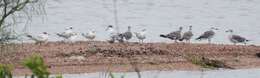 Image of Sandwich Tern