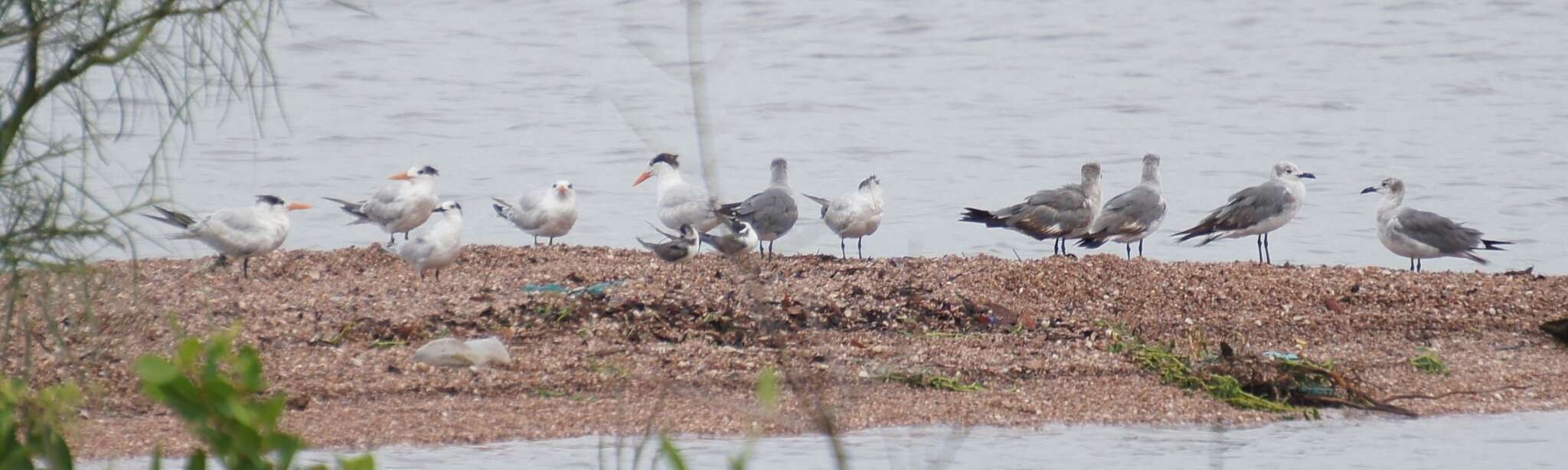 Image of Sandwich Tern