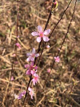 Prunus pogonostyla Maxim.的圖片