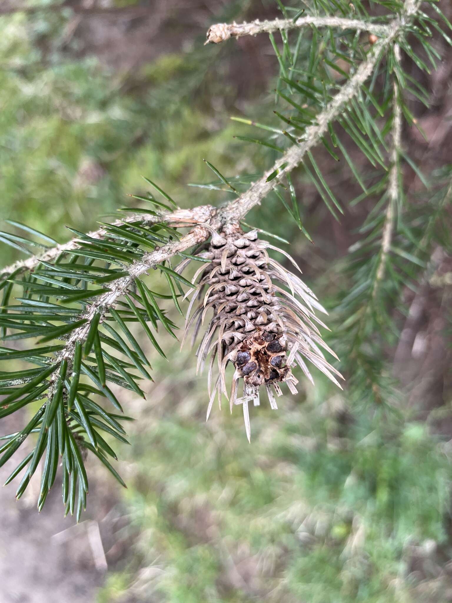 Image of Cooley Spruce Gall Adelgid