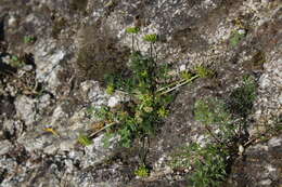 Image of Chamaesciadium acaule (M. Bieb.) Boiss.