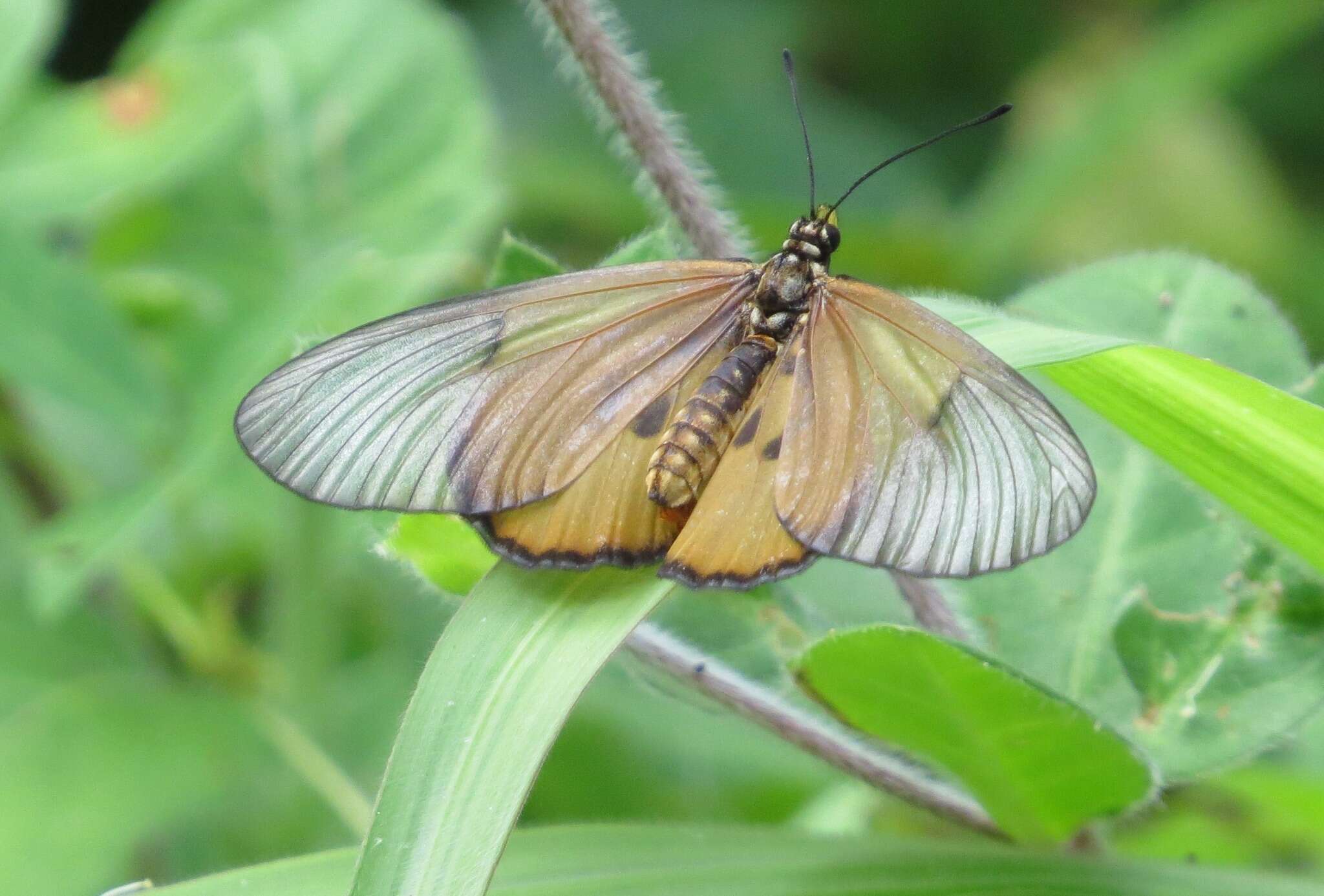 Image of Acraea insignis Distant 1880