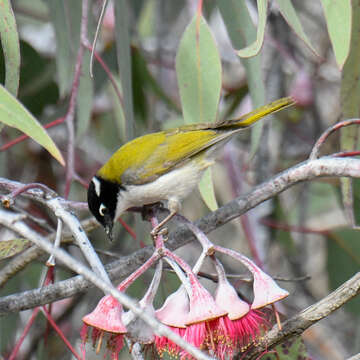 Image of Gilbert's Honeyeater