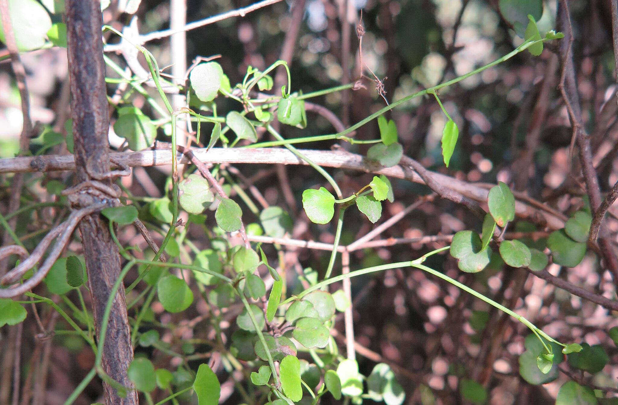 Scandia geniculata (Forst. fil.) J. W. Dawson resmi