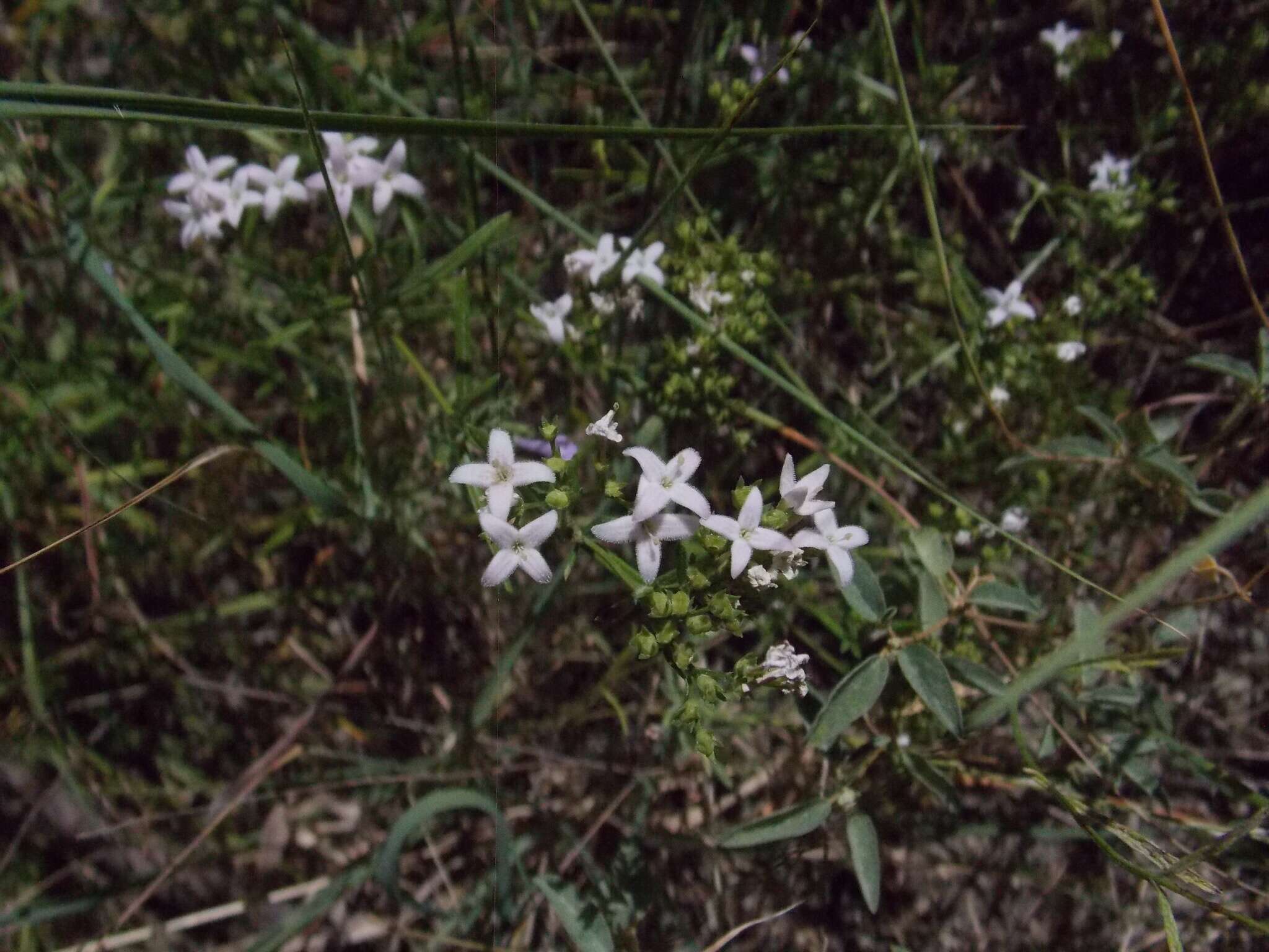 Image of diamondflowers