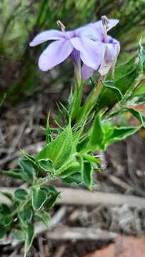 Imagem de Barleria pungens L. fil.