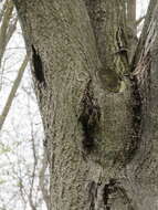 Image of Butternut canker fungus