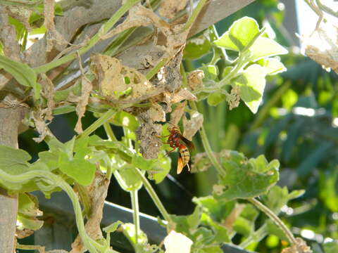 Image of Polistes cavapyta de Saussure 1853