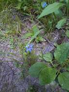 Image of strict blue-eyed grass