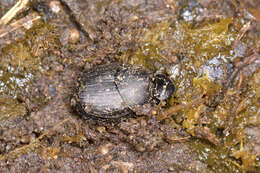 Image of Onthophagus (Amphionthophagus) melitaeus (Fabricius 1798)