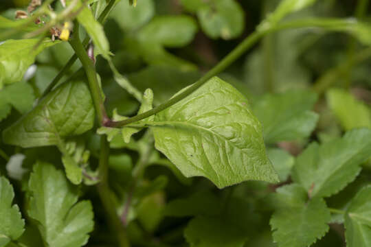 Rhagadiolus edulis Gaertn. resmi