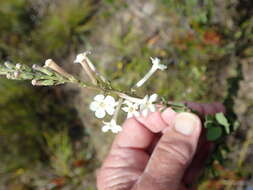 Image of Freylinia longiflora Benth.