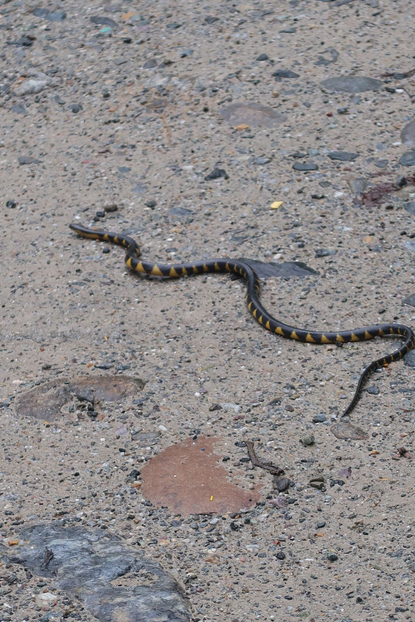 Image of Smithophis arunachalensis Das, Deepak, Captain, Wade & Gower 2020