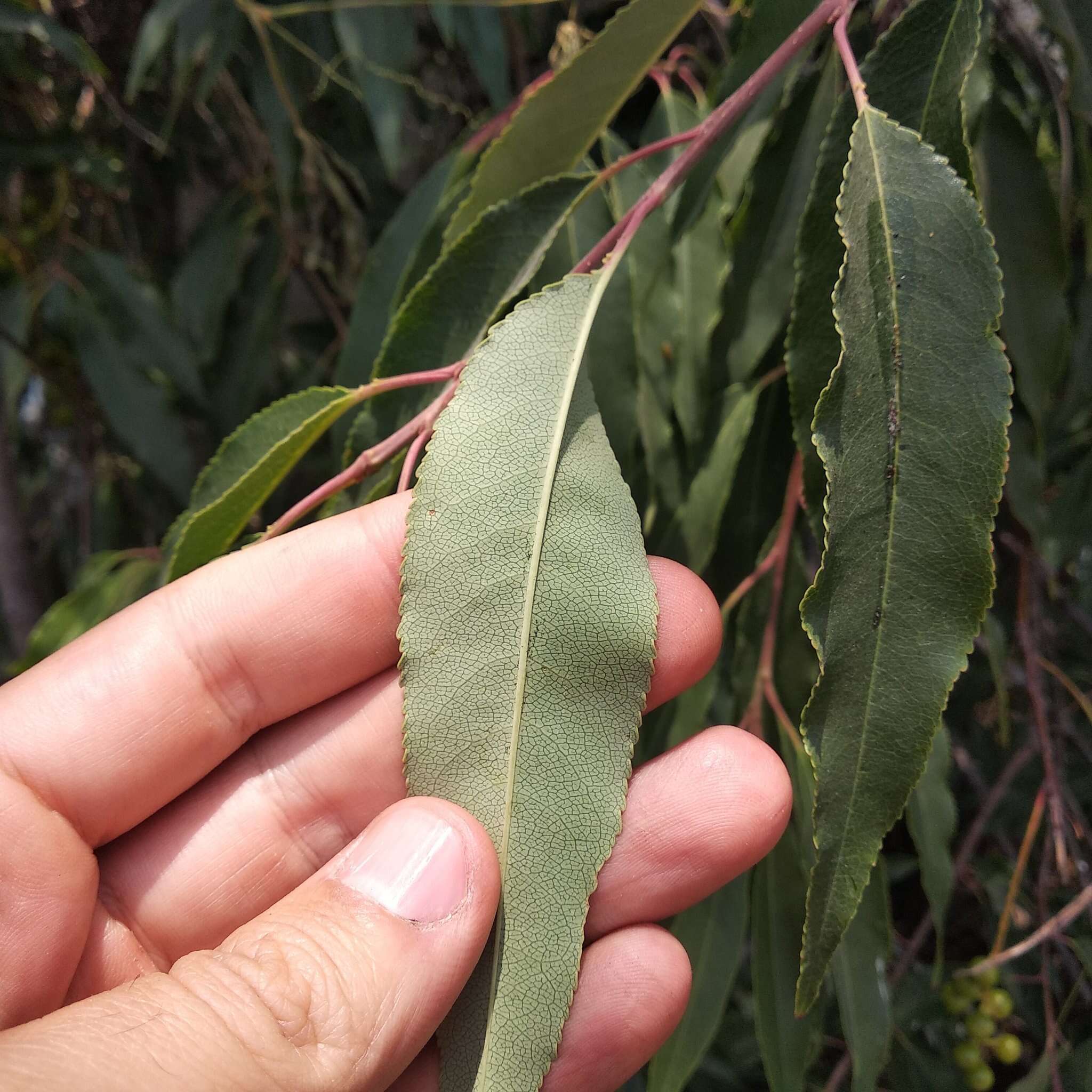 Image de Prunus serotina var. capuli (Cav.) S. Hatusima