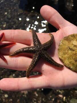 Image of Common sea star