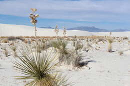 Image of Yucca elata var. elata