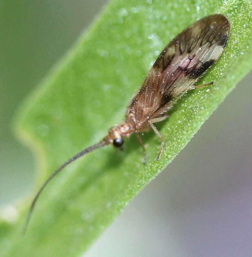 Image of Climacia californica Chandler 1953