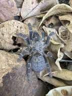 Image of Orange Baboon Tarantula