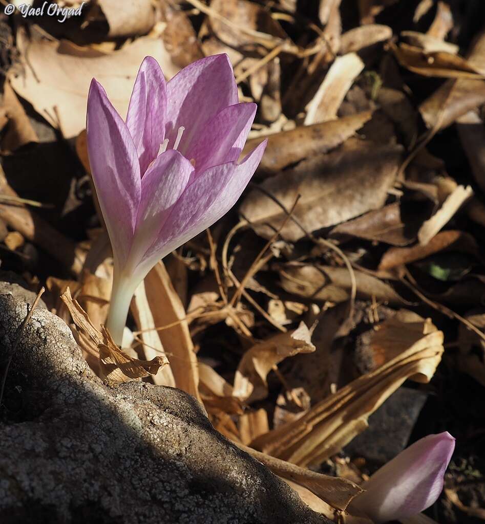 Image of Colchicum feinbruniae K. Perss.