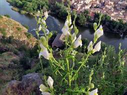 Image de Antirrhinum graniticum Rothm.