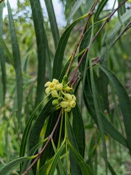 Image de Wrightia saligna (R. Br.) F. Müll. ex Benth.