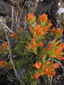 Слика од Castilleja fruticosa Moran