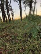 Image of Australian millet