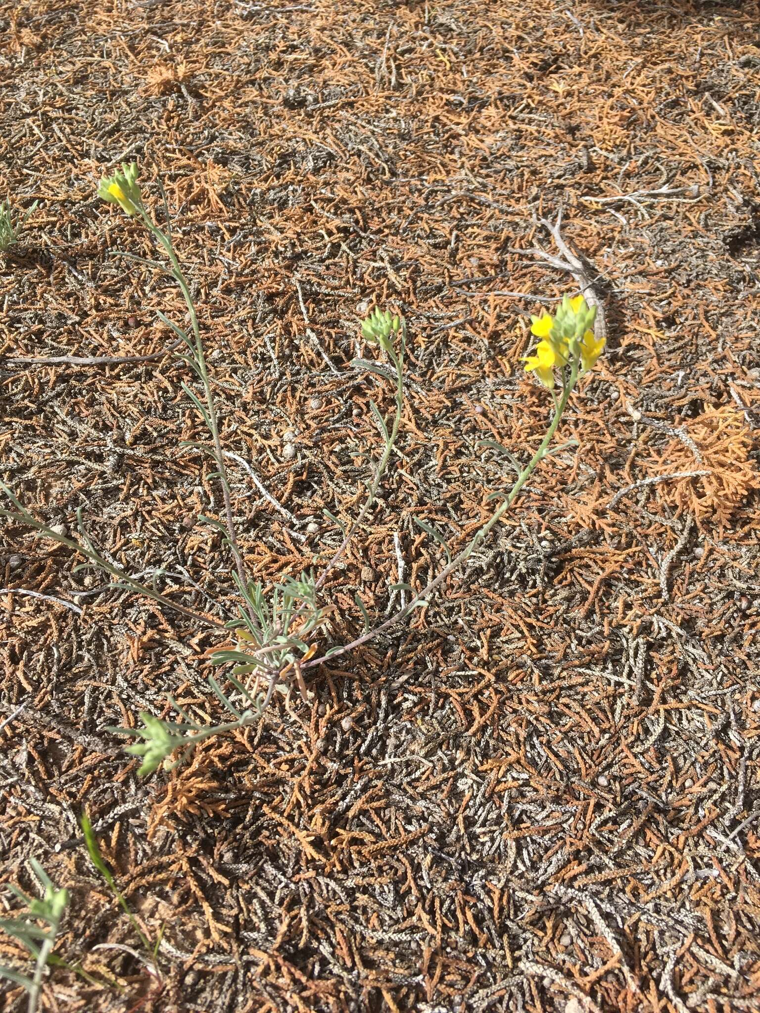 Image of straight bladderpod