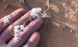 Image of sanddune ipomopsis