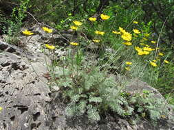 Image of Anthemis marschalliana Willd.