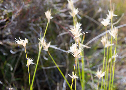 Image of Carpha alpina R. Br.