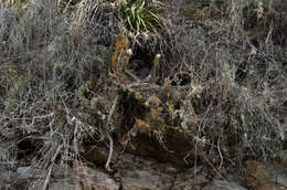 صورة Trichocereus serpentinus