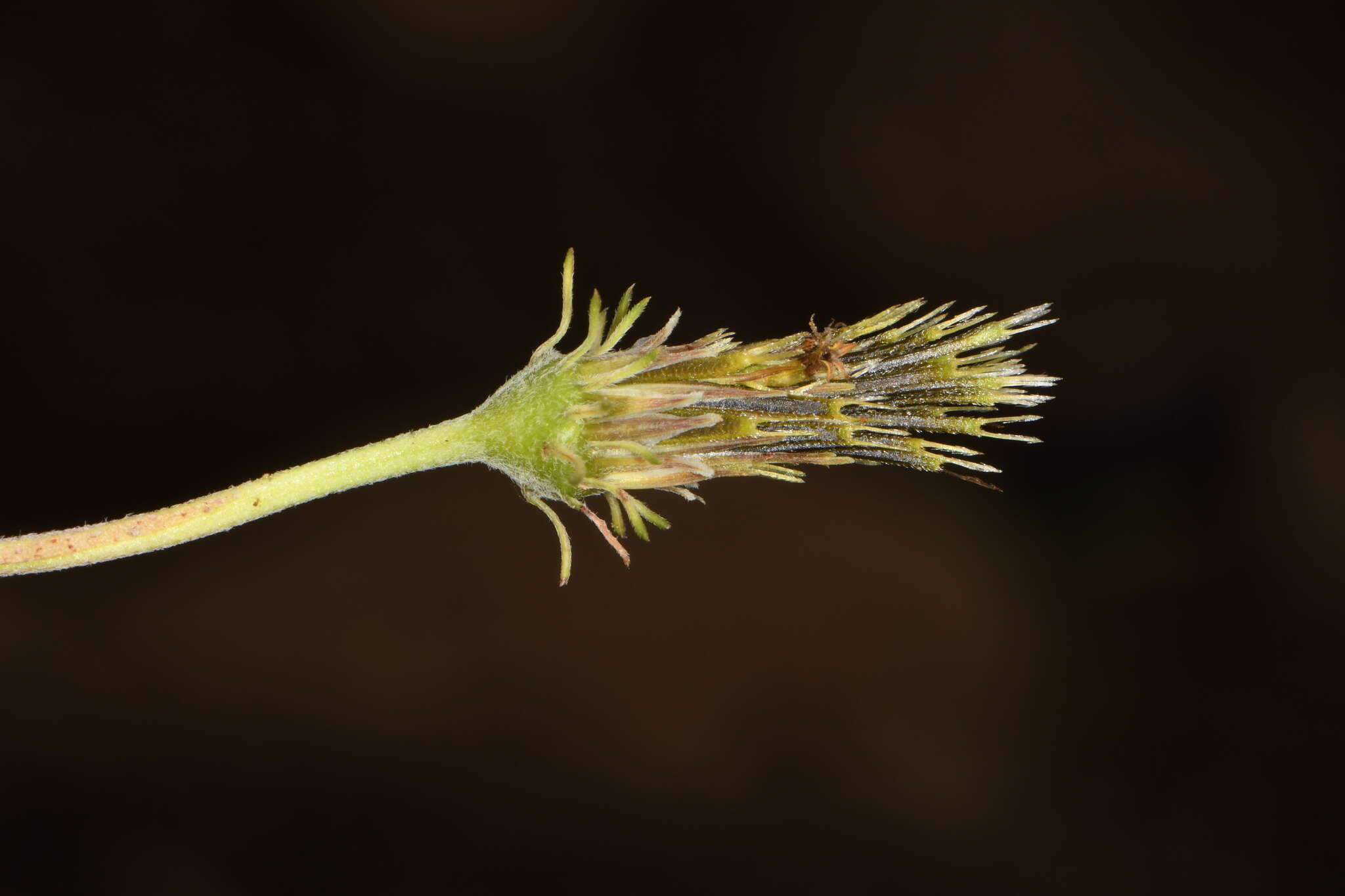 Imagem de Bidens pringlei Greenm.