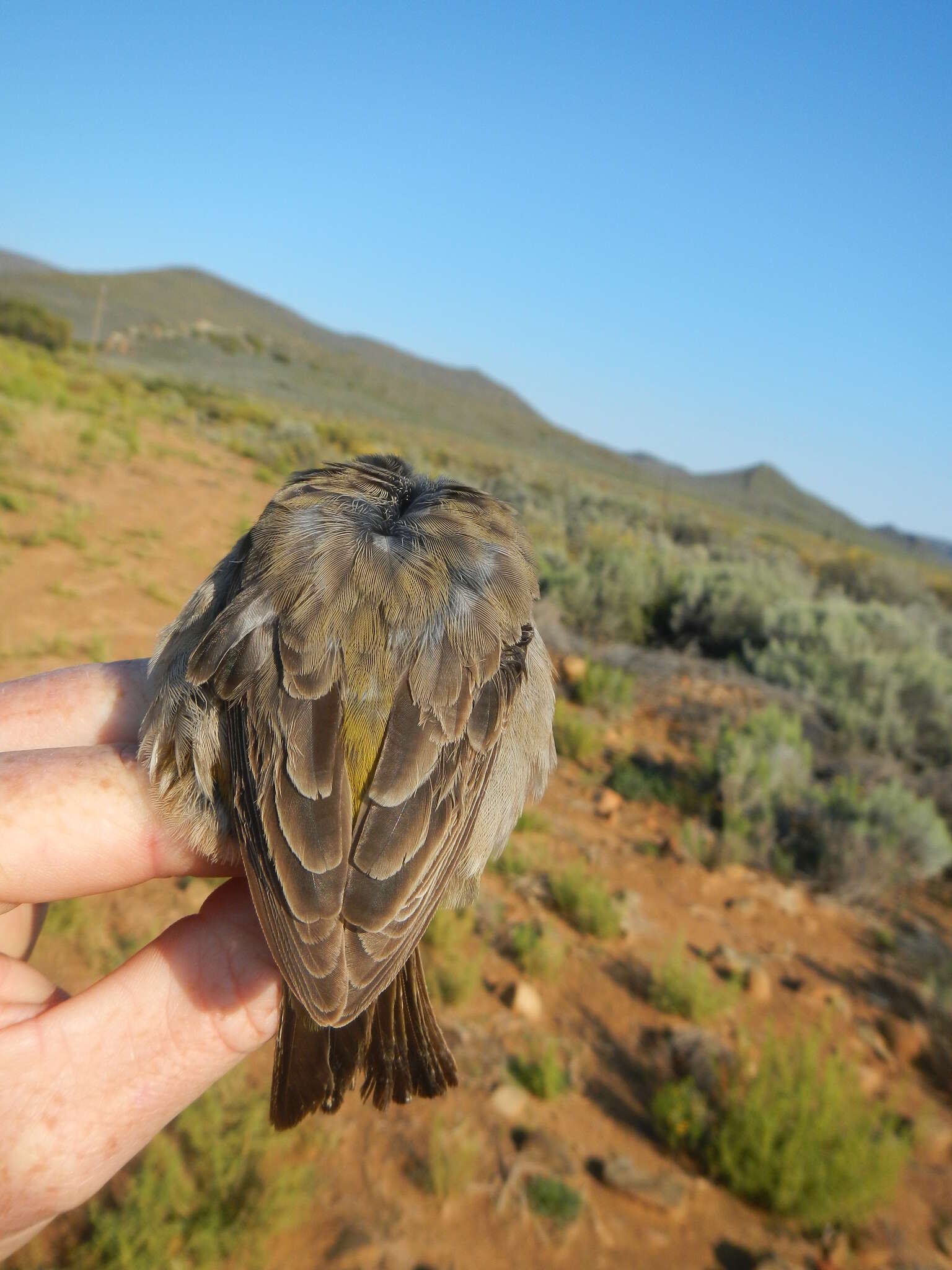 Image of White-throated Canary