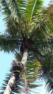 Image of Dypsis lastelliana (Baill.) Beentje & J. Dransf.