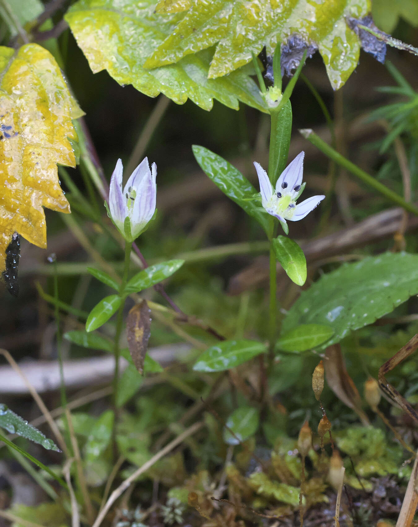 Image of Swertia japonica (Schult.) Makino